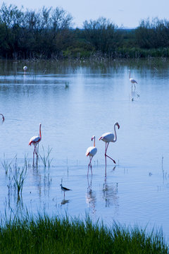 Beautiful landscape of a lagoon with flamingo birds