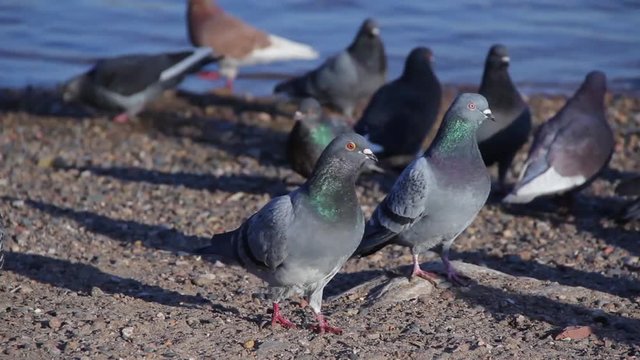 Urban pigeons on the beach