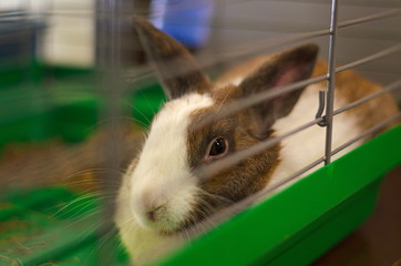 Obraz premium Rabbit sitting in a cage