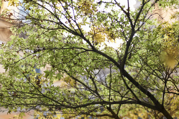 Foglie e rami in primavera