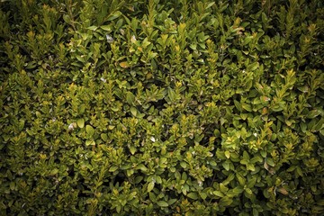 Green leaves wall texture background. Macro shot.