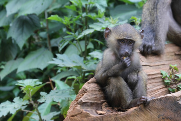 Baboon youth chewing food