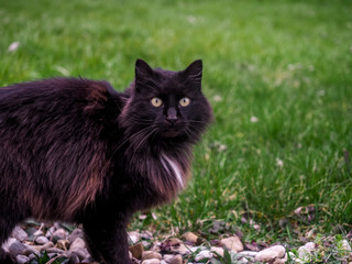 Naklejka na ściany i meble longhaired black cat outside, looking at the camera