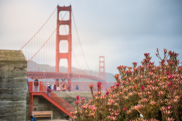 Golden gate bridge with flower in foreground
