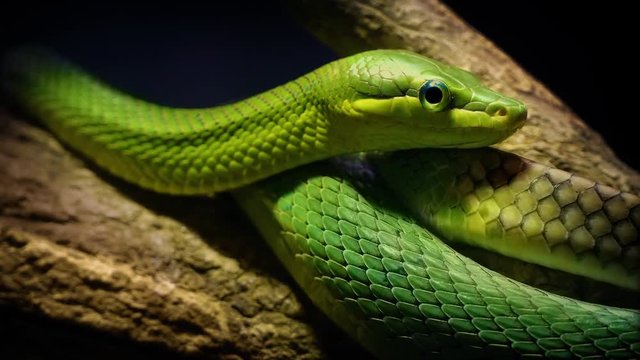 Green Tree Snake In The Jungle