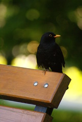 Kos © Piotr Ciździel