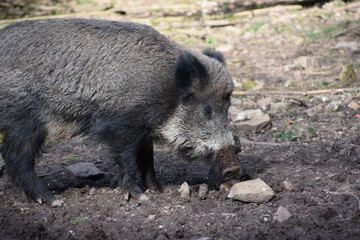 Wildschwein