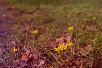 The first spring flowers in the park toned