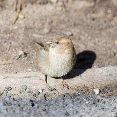 sparrow in sunny day