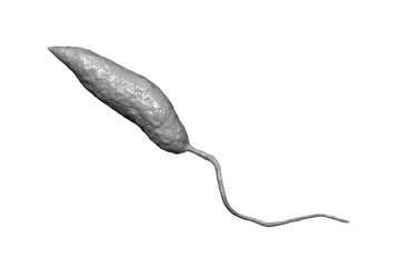 Promastigotes of Leishmania parasite which cause leishmaniasis, non-textured grey, isolated on white background, 3D illustration