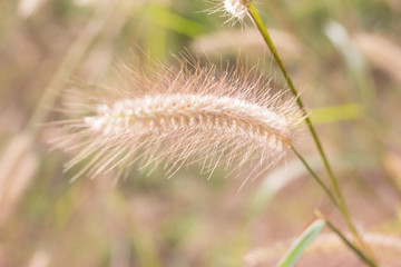 Obraz premium Soft Focus of Feather Pennisetum background, field of grass with morning warm tone and vintage
