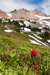 Fototapeta na wymiar Bright red Indian Paintbrush wildflower below rocky peak