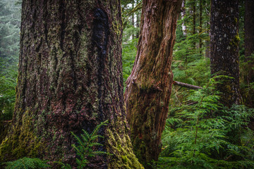 Obraz premium Forest at Camp Creek, Olympic National Forest, Washington, 2016