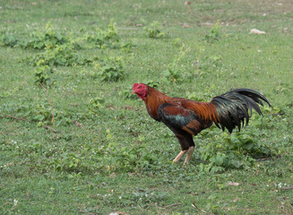 A rooster, also known as a cockerel or cock, is a male gallinaceous bird, usually a male chicken