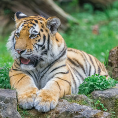 Young bengal tiger lying on the grass and shows his paws