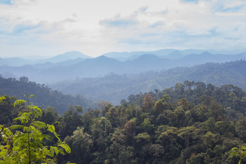 horizon beautiful green field forest mountain, vintage style