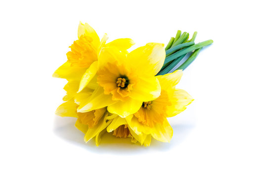 Narzissen isoliert