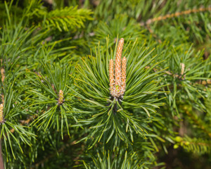 Young pine pinus shoots macro, selective focus, shallow DOF