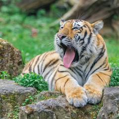 Fototapeta na wymiar Young yawning bengal tiger lying on the grass and shows his paws