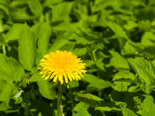 Yellow flower Common dandelion Taraxacum officinale close-up, soft edges, selective focus, shallow DOF