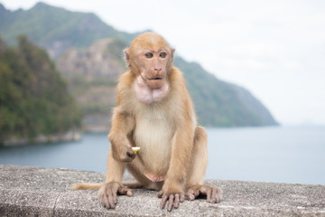 hungry long tail monkey find food for feeding