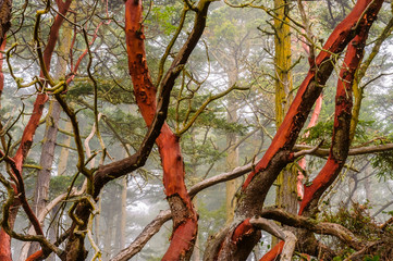 Madrona in the Mist, Deception Pass State Park, Washington, 2016