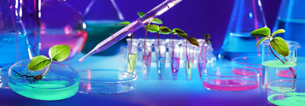 Biotechnology And GMO - Plants In Test Tubes - Laboratory Of Biochemistry
