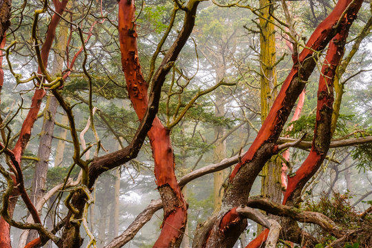 Madrona in the Mist, Deception Pass State Park, Washington, 2016