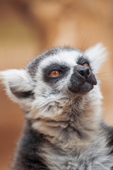 lemur.