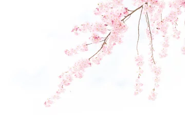 Gartenposter Kirschblüte Sakura-Hintergrund