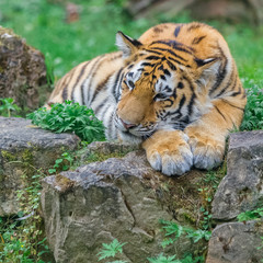 Young bengal tiger lying on the grass and shows his paws