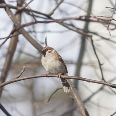 Eurasian Tree Sparrow, Passer montanus, close-up portrait in branches with bokeh background, selective focus, shallow DOF