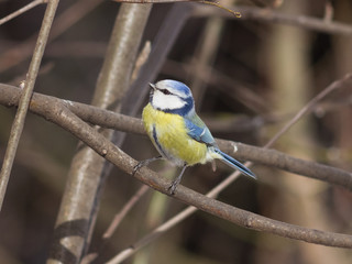 Obraz premium Eurasian blue tit Cyanistes caeruleus sitting in branches, closeup portrait, selective focus, shallow DOF