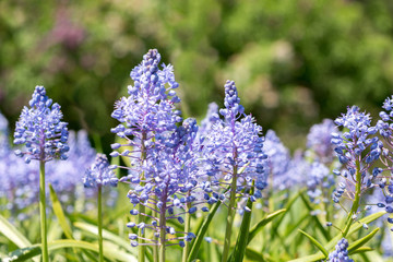 Bluebell flowers. Scilla litardiere