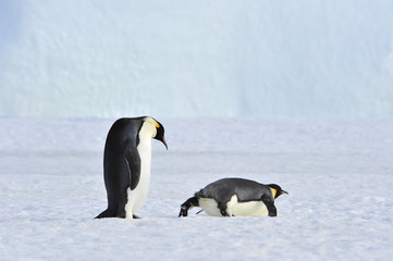 Two Emperor Penguins on the snow
