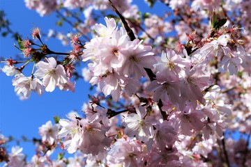 An image of a cherry blossom