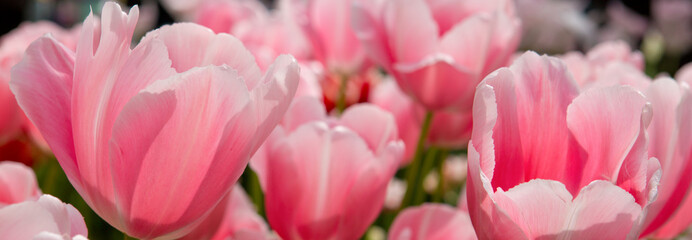 Obrazy na Szkle  Różowe tulipany tło.
