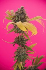 Cannabis cola (Mangolope marijuana strain) with visible hairs and leaves on late flowering stage