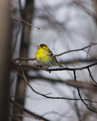 Fototapeta premium Male of Eurasian Siskin, Carduelis spinus, on branch close-up portrait, selective focus, shallow DOF