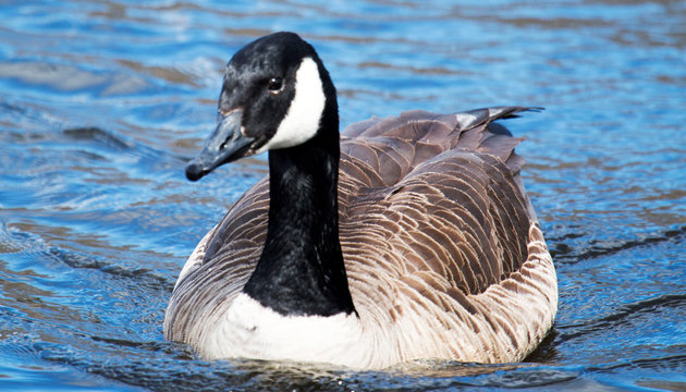 Canadian Goose in the water