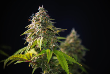 Cannabis cola (Thousand Oaks marijuana strain) with visible hairs and leaves on late flowering stage - obrazy, fototapety, plakaty