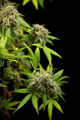 Cannabis cola (Thousand Oaks marijuana strain) with visible hairs and leaves on late flowering stage