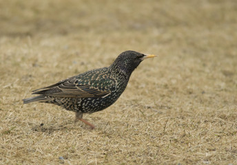 Common Starling 