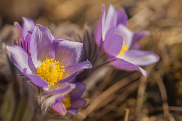 Beautiful purple pasque flower in yellow hay at sunny spring day