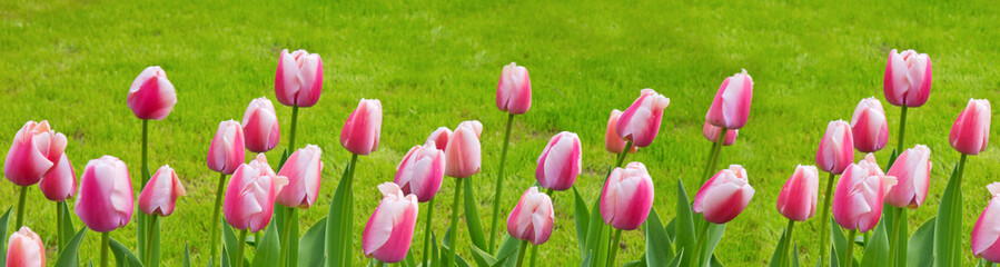 Pink - white tulips background.
