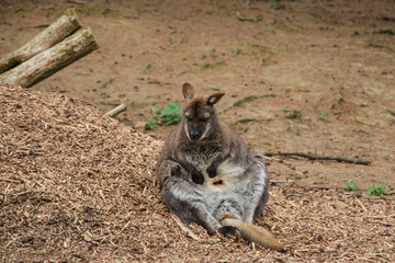 Kangaroo (Macropodidae)