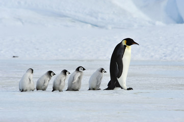 Naklejka premium Pingwiny cesarskie z pisklętami