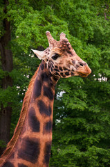 Obraz premium Giraffe