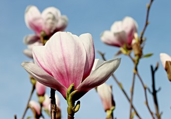 Magnolienblüte im Frühling