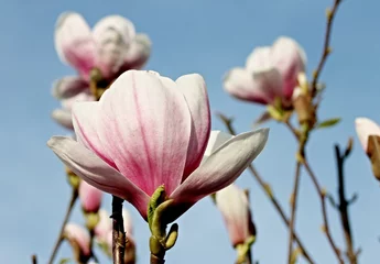 Crédence de cuisine en verre imprimé Magnolia Magnolienblüte im Frühling